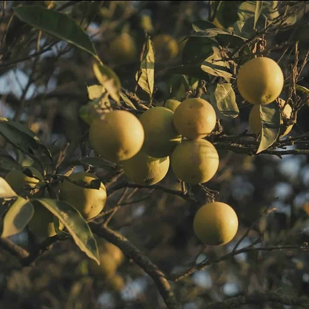 Close-up of ripe Agrumaria Reggina oranges hanging on tree branches, nestled among lush green leaves.