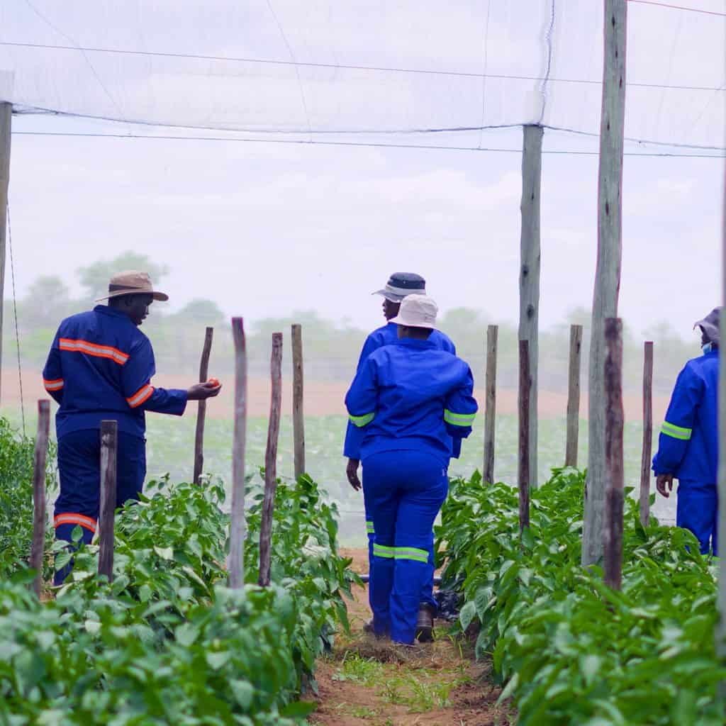 Four people in blue uniforms walk through green vegetable rows under a protective canopy in a farm setting, their teamwork reflecting the precision and dedication found in diamond mining.