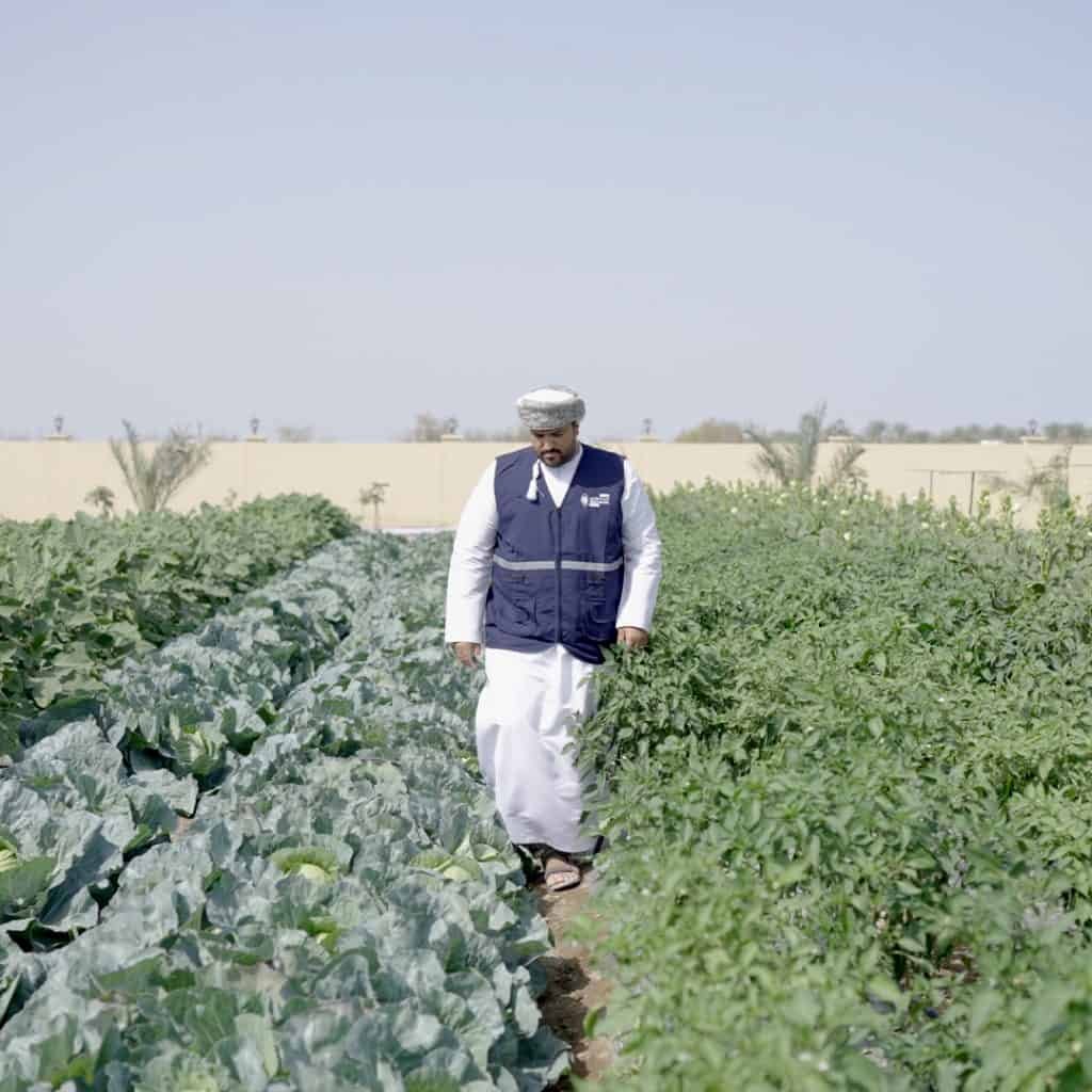 Abdulwahab's office, a sprawling field under a clear sky, is where a man in traditional attire and vest walks purposefully through rows of crops.