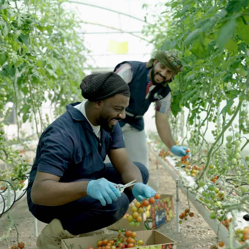 Two men smiling and picking ripe tomatoes in a greenhouse, reminiscent of the teamwork at Abdulwahab's Office. One crouches to place tomatoes in a box, while the other stands, also harvesting. Both wear gloves and casual work attire.